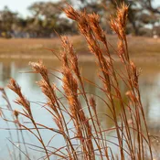 Big Bluestem Grass