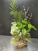 Dish Garden (Basket)