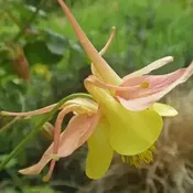 Aquilegia caerulea 'Swan Pink & Yellow' ~ Swan™ Pink & Yellow Columbine
