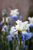 Bearded Iris Bulbs