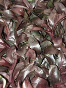 ALOHA Purple Hawaiian Ti Plant (cordyline)