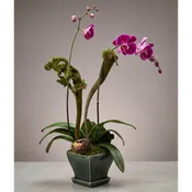 Live Inventory - Purple Double Stem Orchid in Green Ceramic - $85 — Village Green Flowers & Gifts