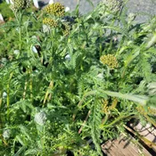 Achillea millefolium 'Little Moonshine' (Yarrow)