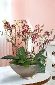 CALABASAS ORCHID DELIGHT