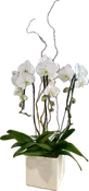 Phalaenopsis Plant Trio