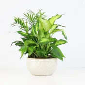 Assorted Green Plants in Ceramic Planter Small