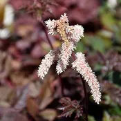 ‘Chocolate Shogun’ Astilbe