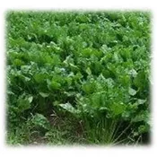 Bonar Forage Rape – Annual