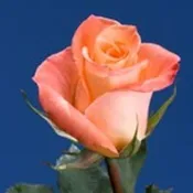 Wrapped/Bulk Orange Roses