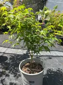 Tama Hime Pre Bonsai 1-2 yr (#964)