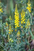 Baptisia sphaerocarpa / Yellow Wild Indigo — Franks Perennial Border