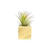 Air Plant in Mini Wooden Block
