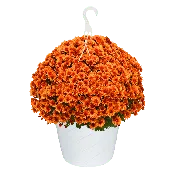 10" Hanging Basket Mum Sunset Orange