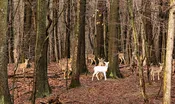 A Magical Moment - Photograph