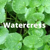 Watercress — Olivia's Garden
