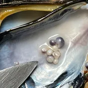 Live Blue Mussels for Pearl Discovery – 12 Fresh Mussels for Hands-On Dissection | Gulf Of Maine, Inc.