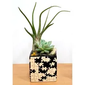 Puzzle Square Vase Black/White 3″ With Air Plants & Succulent