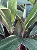 Cordyline 'Pink Diamond' — Excelsa Gardens