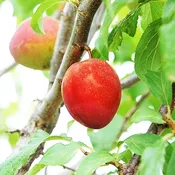 Alderman Plum Tree