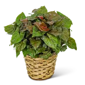 Arrowhead Plant in Basket