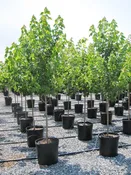 Acer rubrum October Glory® — Shreckhise Nurseries