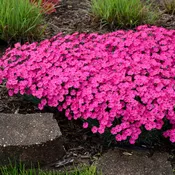 Dianthus Vivid™ Bright Light - Pinks