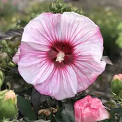 Summerific® 'Cherry Choco Latte' Rose Mallow (Hibiscus)