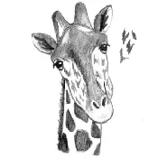 3/16/2022 Learn to Sketch Art Lesson: Giraffe @4:30PM(PST)