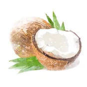 Coconut