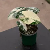 Alocasia micholitziana variegated 'Frydek'