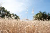 California Brome