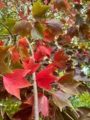 Acer buergerianum 'ABMTF' ~ Aeryn® Trident Maple