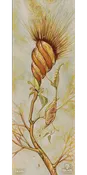 07/08 Pilgrim Fine Art Print