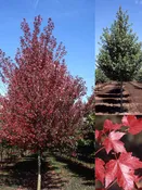 Acer rubrum 'Frank Jr.'