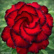 Adenium Red Dragon, Desert Rose, Grafted