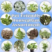 Pet Friendly Houseplant 4" Pot