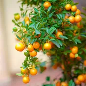 California Honey Mandarin Tree