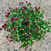 5.25" Purple Annual Mum
