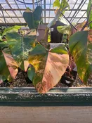 4″ Philo. Strawberry Shake