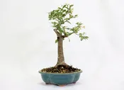 Chinese Elm in a Glazed Lotus Pot