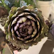 Chocolate Artichoke Stem, baby