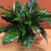 The Green Side | 2