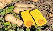 Akita Squash (Cruiser)