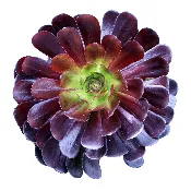 Aeonium arboreum ‘Velour’