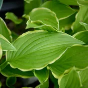 Hosta 'Summer Fragrance'