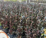 Aronia prunifolia
