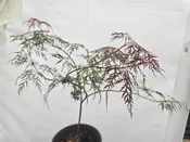 Beni Kumo No Su Japanese Maple