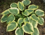 A Many-splendored Thing Hosta