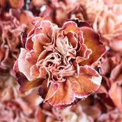 Cardamom Spice Brownie Carnation Flowers