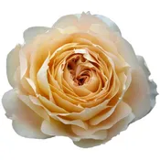 Bulk Caramel Antike Garden Roses